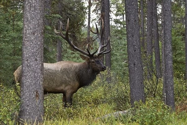 Jasper National Park, Jasper, Alberta, Canada; Bull Elk (Cervus Canadensis)During Rut Season