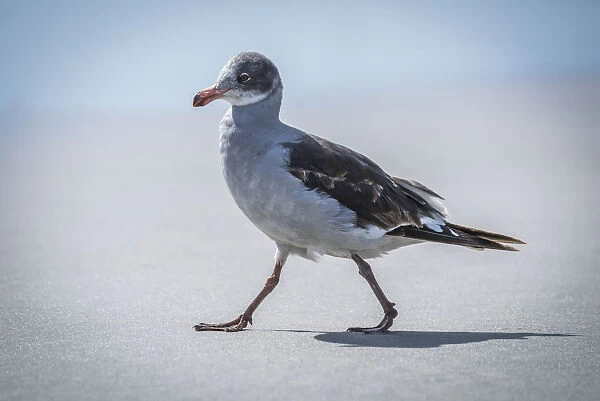 A Juvenile Dolphin Gull (Leucophaeus Scoresbii) Walks On A Sandy Beach In The Sunshine With The Sea In The Background. It Has A Grey And White Breast, Brown Wings, A Multi-Coloured Head And An Orange Beak And Legs; Antarctica