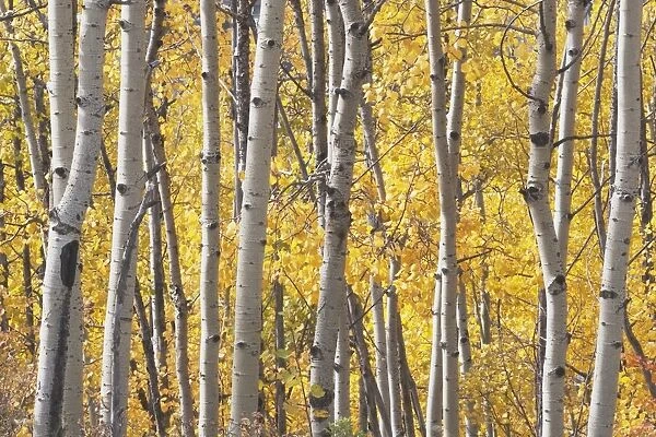 Kananaskis Country, Alberta, Canada; Aspen Trees In Autumn