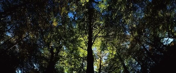 Killarney, Co Kerry, Ireland, Sunlight Through Trees
