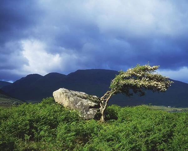 Killary Harbour, Co Galway, Ireland; A Windswept Tree On A Hill
