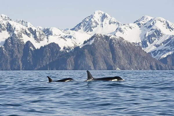 Killer Whale, Or Orcas, Orcinus Orca, Cow And Calf Swimming In Resurrection Bay, Kenai Fjords National Park, Outside Seward, Southcentral Alaska, Spring