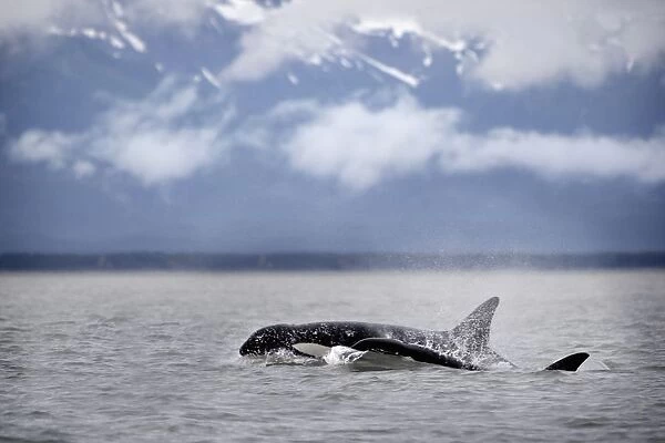 Killer Whales, Alaska