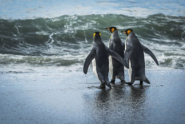 Three King Penguins (Aptenodytes Patagonicus) Walking On Sandy Beach; Antarctica