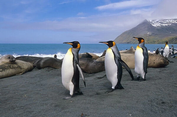 King Penguins Walk Among Elephant Seals Resting On Beach On Coastline Of South Georgia Island Atlantic