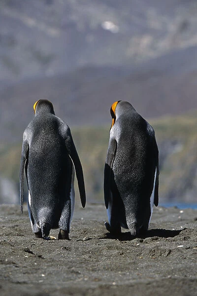 King Penguins Walking Together South Georgia Island Antarctic
