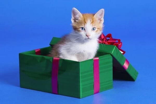 Kitten In Gift Box