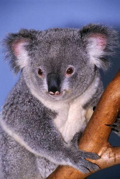Koala On Tree Branch