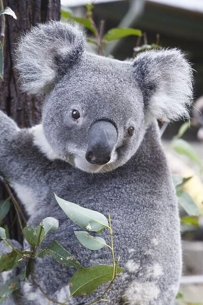 Koala In Tree, Phascolarctos Cinereus, Australia
