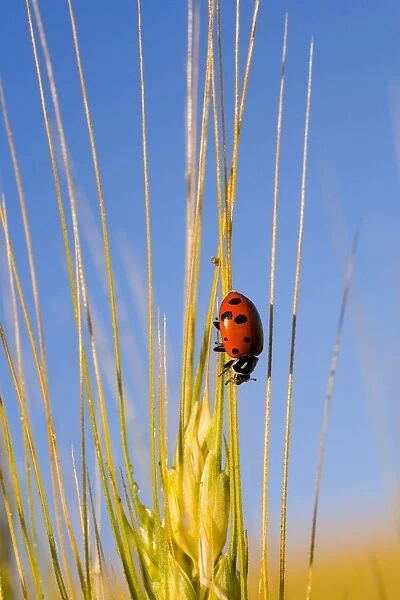 Lady Bug On A Plant
