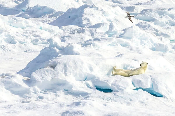 A laid back polar bear (Ursus maritimus) resting on an ice floe in the Canadian Arctic