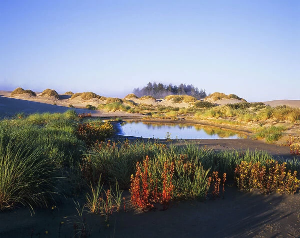 Landscape With A Variety Of Plants, Oregon Dunes National Recreation Area; Lakeside, Oregon, United States Of America