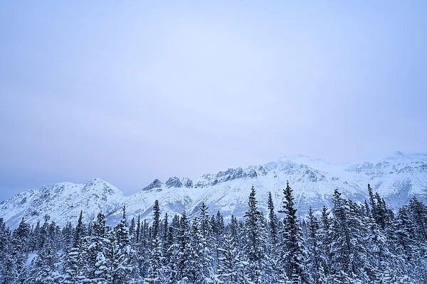 Landscape in a Yukon winter, Canada