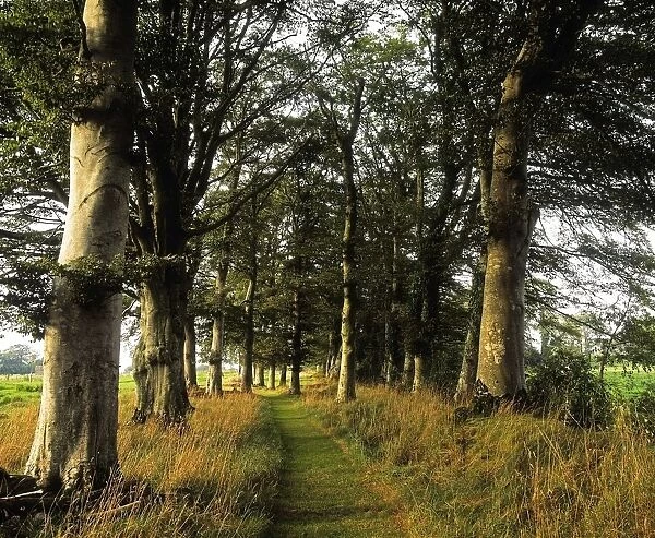 Larchill Arcadian Garden, County Kildare, Ireland; Pathway In Beech Tree Grove