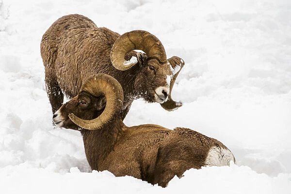 Large Bighorn Ram (Ovis Canadensis) Approaches Another Large Bighorn Ram Lying In The Snow, Shoshone National Forest; Wyoming, United States Of America
