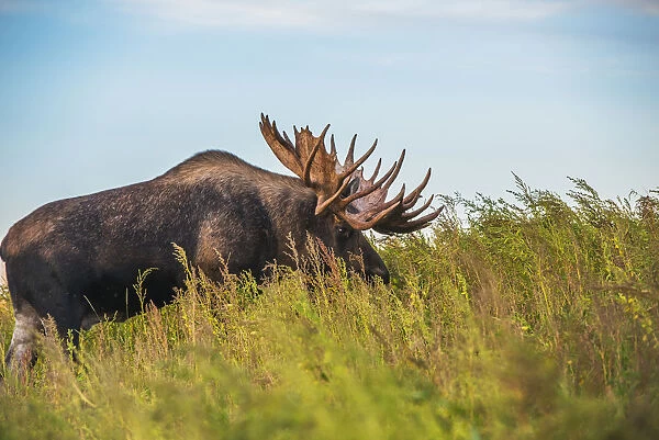 The Large Bull Moose Known As 'hook'Who Roams In The Kincade Park Area Is Seen During The Fall Rut, South-Central Alaska;Anchorage, Alaska, United States Of America