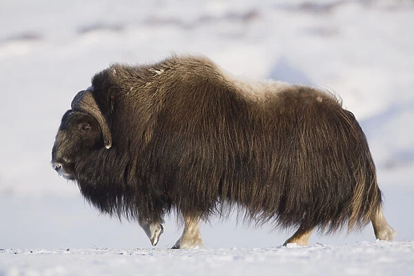 Large Bull Musk-Ox Walking On The Snowy & Frozen Tundra In Winter On The Seward Peninsula Near Nome, Arctic, Alaska