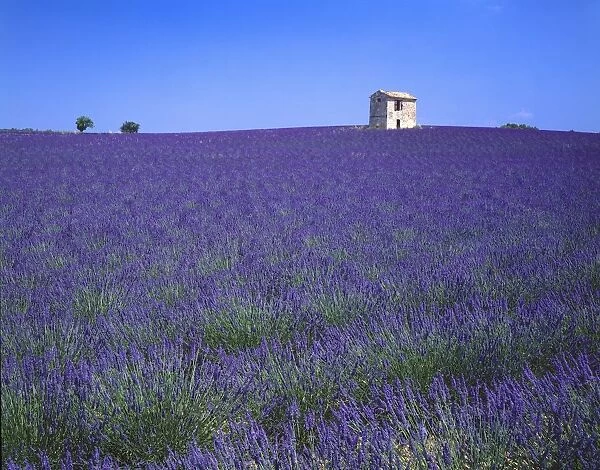 Lavender Field In Southern France