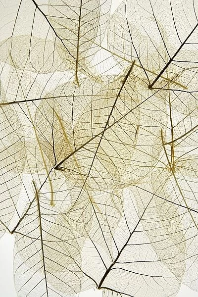 Layered Leaves