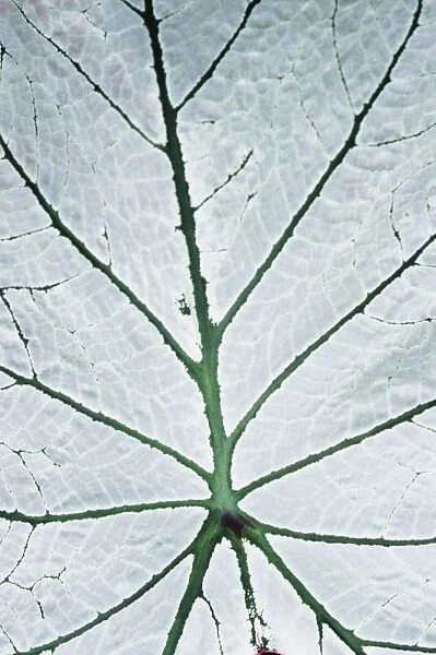 Leaf (Hortus Botanicus), Close-Up