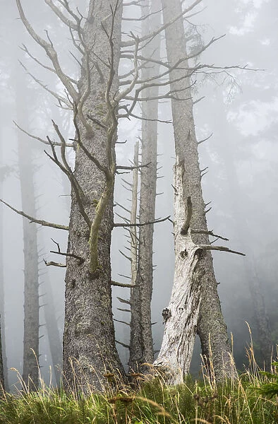 Leafless Trees In The Fog; Cannon Beach, Oregon, United States Of America