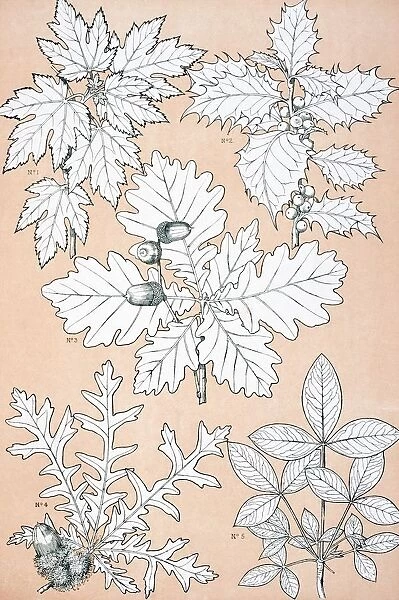 Leaves And Flowers From Nature No 5 Plate Xcv From The Grammar Of Ornament By Owen Jones Published By Day & Son London 1865