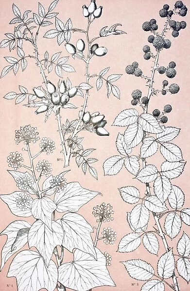 Leaves And Flowers From Nature No 6 Plate Xcvi From The Grammar Of Ornament By Owen Jones Published By Day & Son London 1865