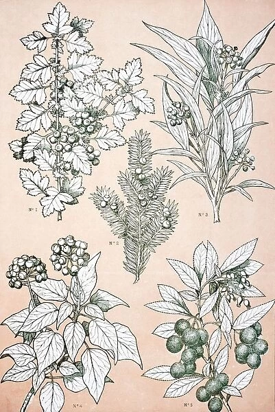 Leaves And Flowers From Nature No 7 Plate Xcvii From The Grammar Of Ornament By Owen Jones Published By Day & Son London 1865