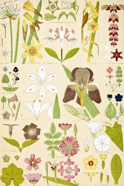 Leaves And Flowers From Nature No 8 Plate Xcviii From The Grammar Of Ornament By Owen Jones Published By Day & Son London 1865