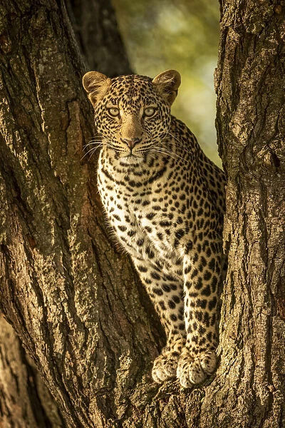 Leopard eyeing camera from fork of tree