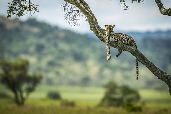 Leopard lies on diagonal branch facing camera