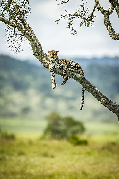 Leopard lies on diagonal branch watching camera
