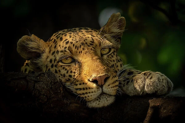 Leopard lies with head resting on branch