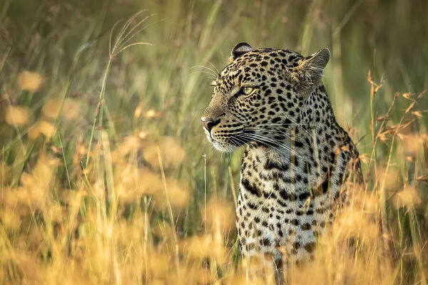 Leopard in long grass