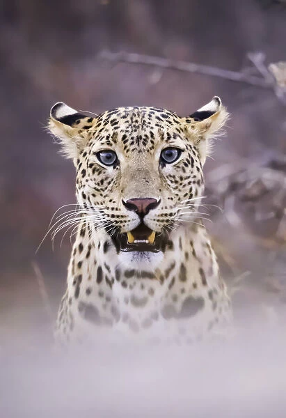 Leopard in Northern India