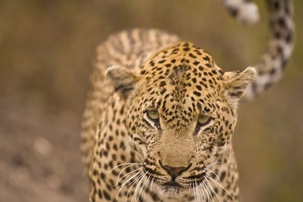 Leopard (Panthera Pardus), Arathusa Safari Lodge, Sabi Sand Reserve, Mpumalanga, South Africa, Africa