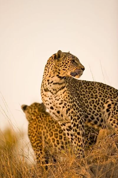Leopard (Panthera Pardus), Arathusa Safari Lodge, Sabi Sand Reserve, Mpumalanga, South Africa, Africa