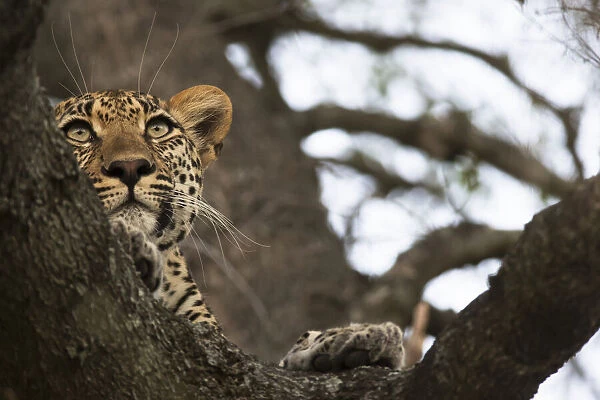 Leopard (Panthera Pardus) Lounging In A Tree Looking For Its Next Meal, Sabi Sand Game Reserve; South Africa