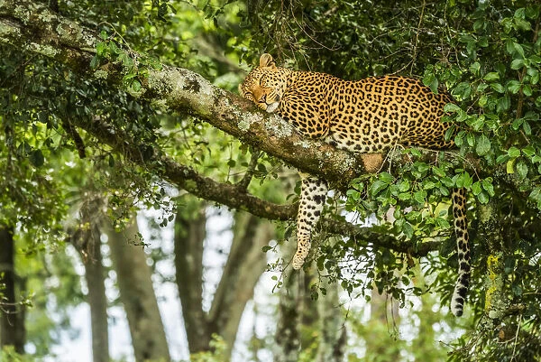 Leopard sleeping on tree branch with leg dangling down in Kenya