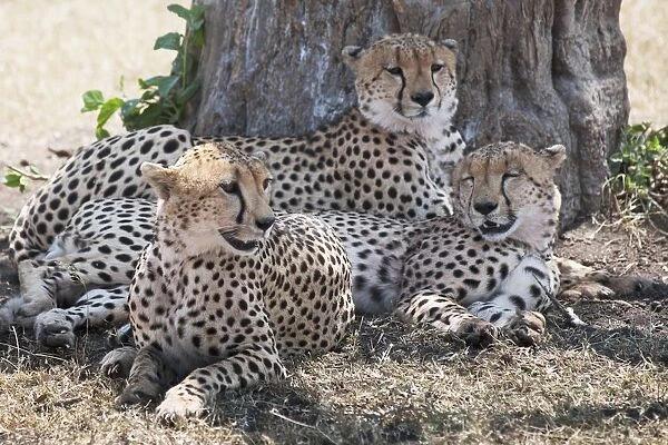 Leopards, Kenya, Africa