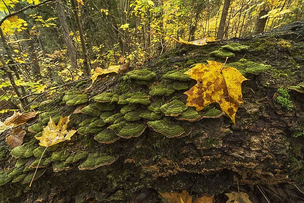 Lichen Covered Fallen Log Along The Track And Tower Trail In Algonquin Park In Autumn; Ontario, Canada