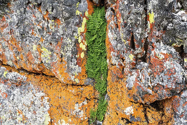 Lichen Plants Colourful Nature Rock Symbiotiuc