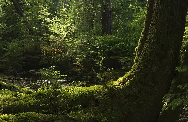 Light Shines Through The Forests Of Haida Gwaii; Haida Gwaii, British Columbia, Canada