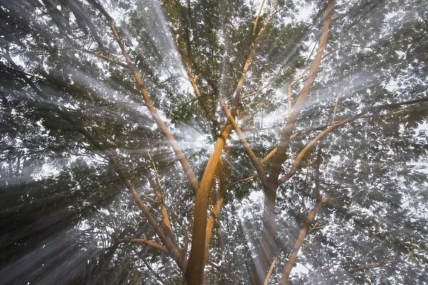 Light Streams Through Tropical Tree, Costa Rica