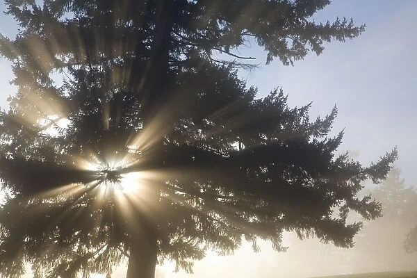 Light Through Tree, Willamette Valley, Oregon, United States Of America