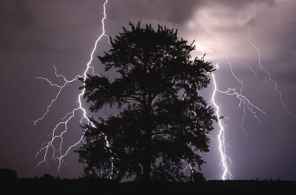 Lightning Strikes In The Sky Behind A Tree; Alberta, Canada