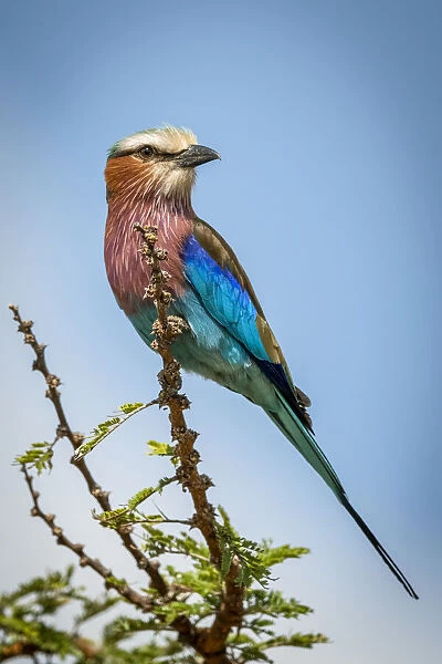 Lilac-breasted roller perches on branch turning head, Serengeti, Tanzania