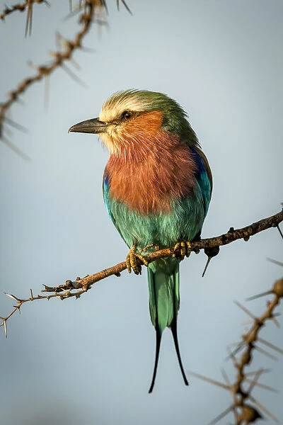 Lilac-breasted roller on whistling thorn looks left