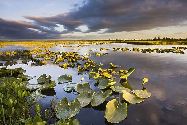 Lily Pads Glow At Sunset As The Clouds Reflect In The Tranquil Water Of A Pond In The Bristol Bay Watershed Near The Kvichak River; Bristol Bay Alaska United States Of America