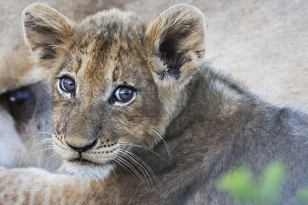 Lion Cub (Panthero Leo), Sabi Sand Area; South Africa